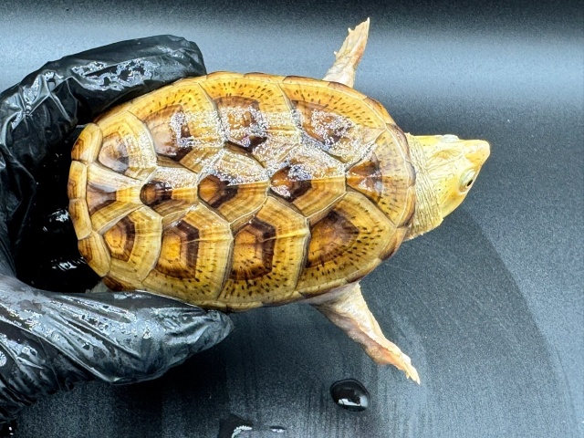 ハラガケガメ　Ｙ