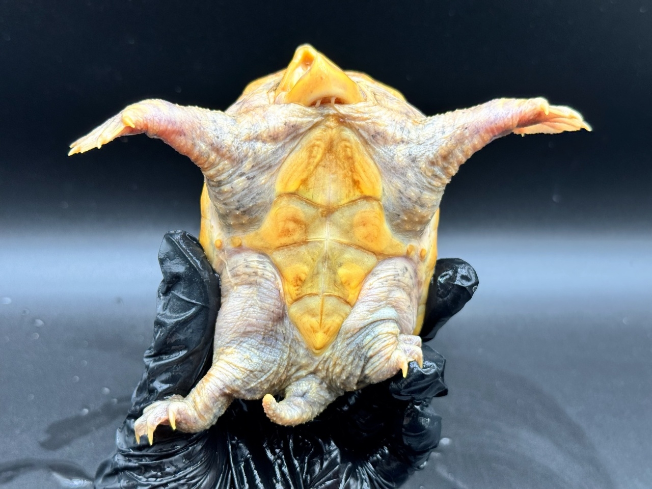 ハラガケガメ　Ｙ(4)