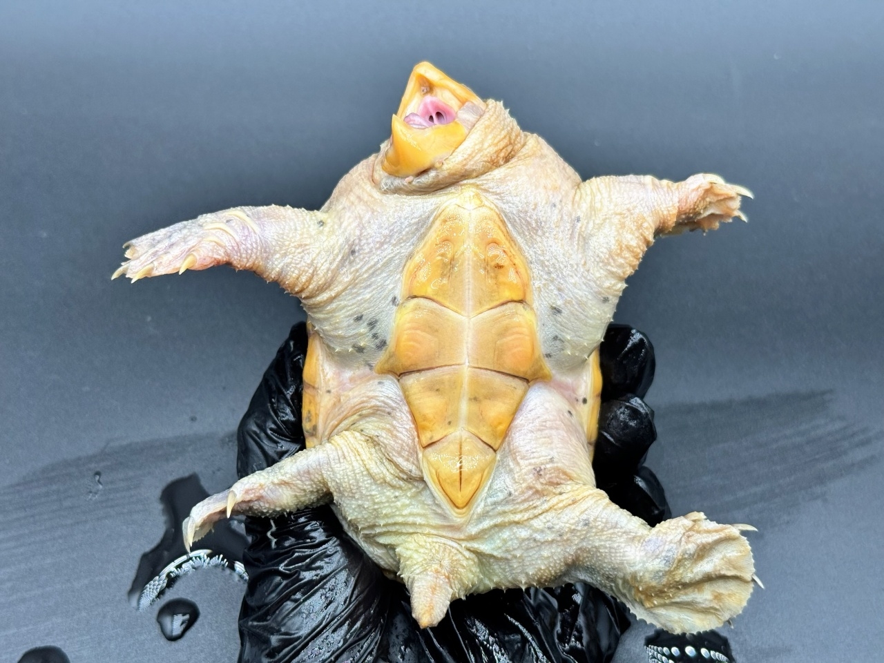 ハラガケガメ　Ｈ(4)