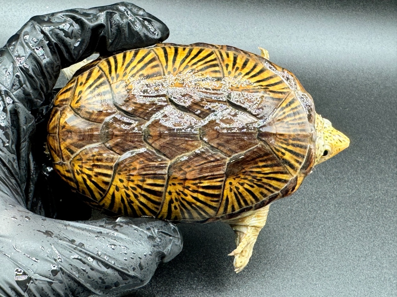 ハラガケガメ　Ｗ(1)