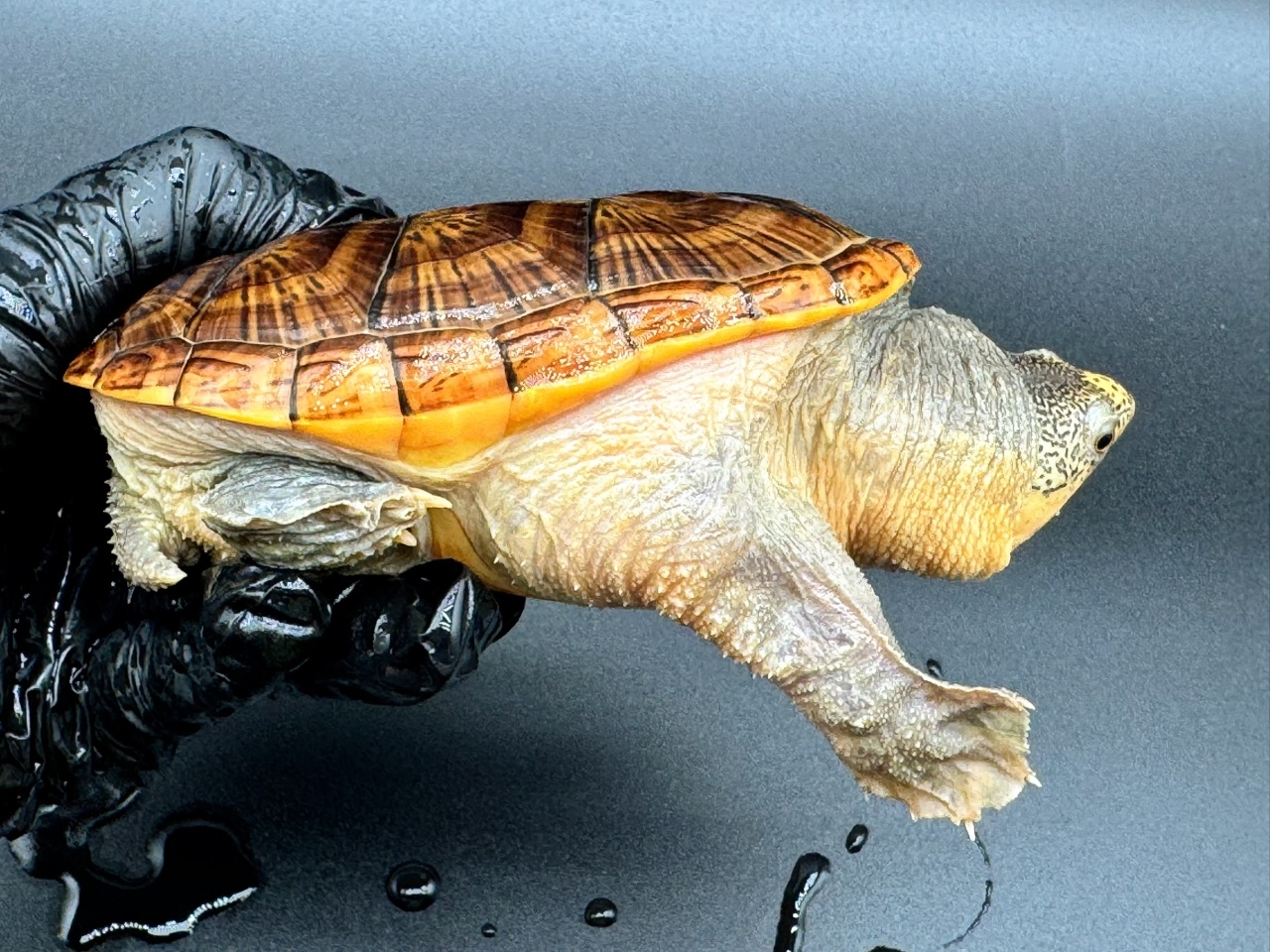 ハラガケガメ　Ｏ(2)