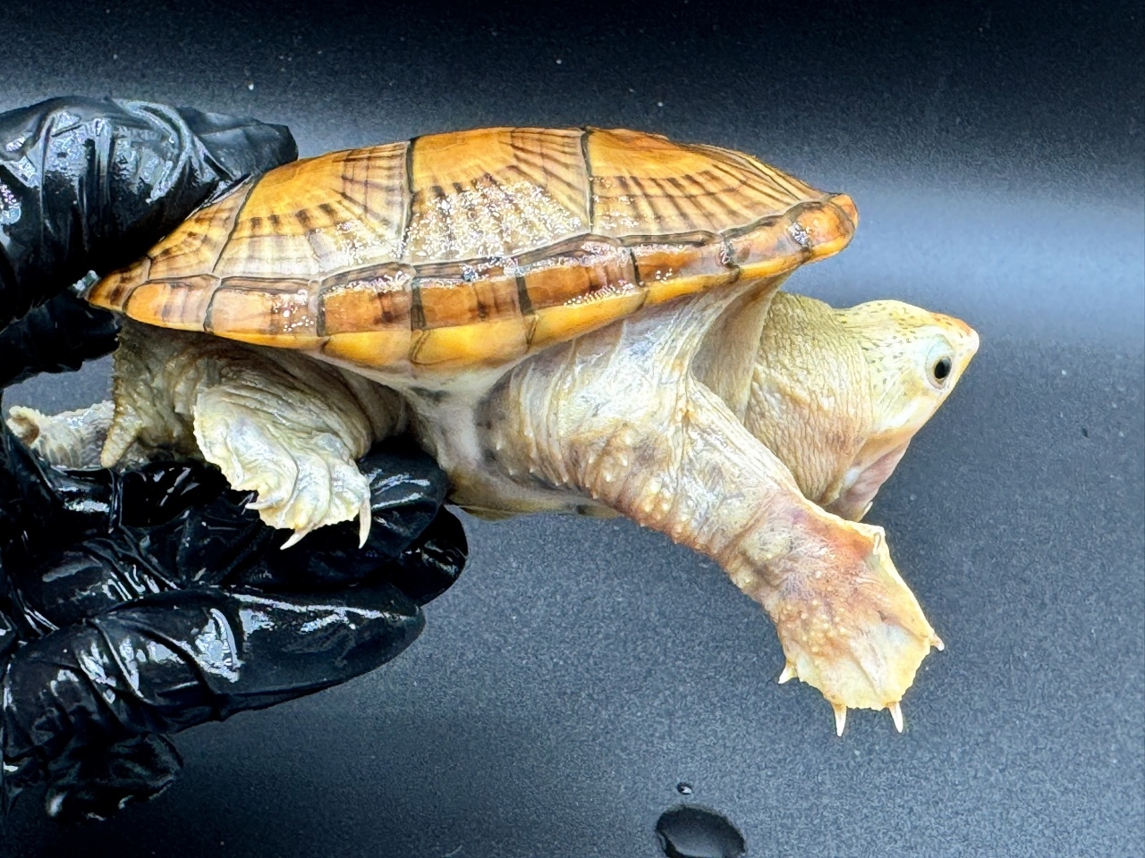 ハラガケガメ　Ｔ(2)