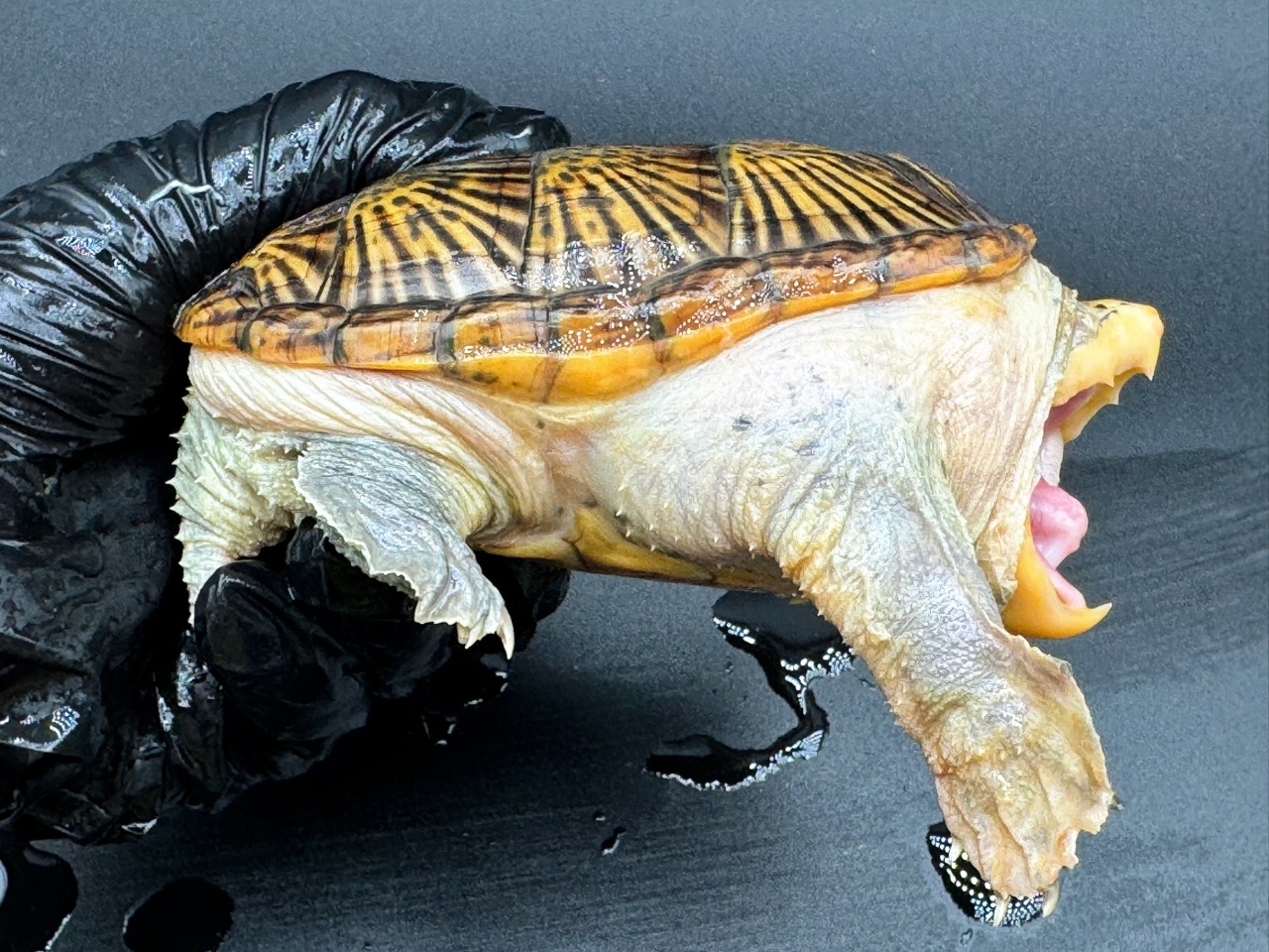 ハラガケガメ　Ｈ(2)