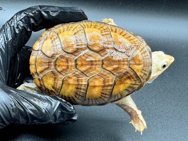 ハラガケガメ　Ｔ