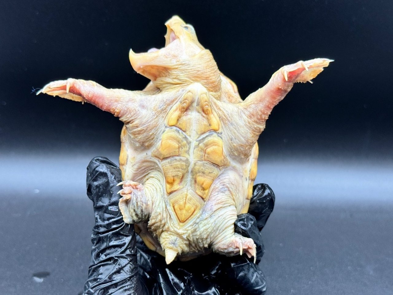 ハラガケガメ　Ｃ(4)