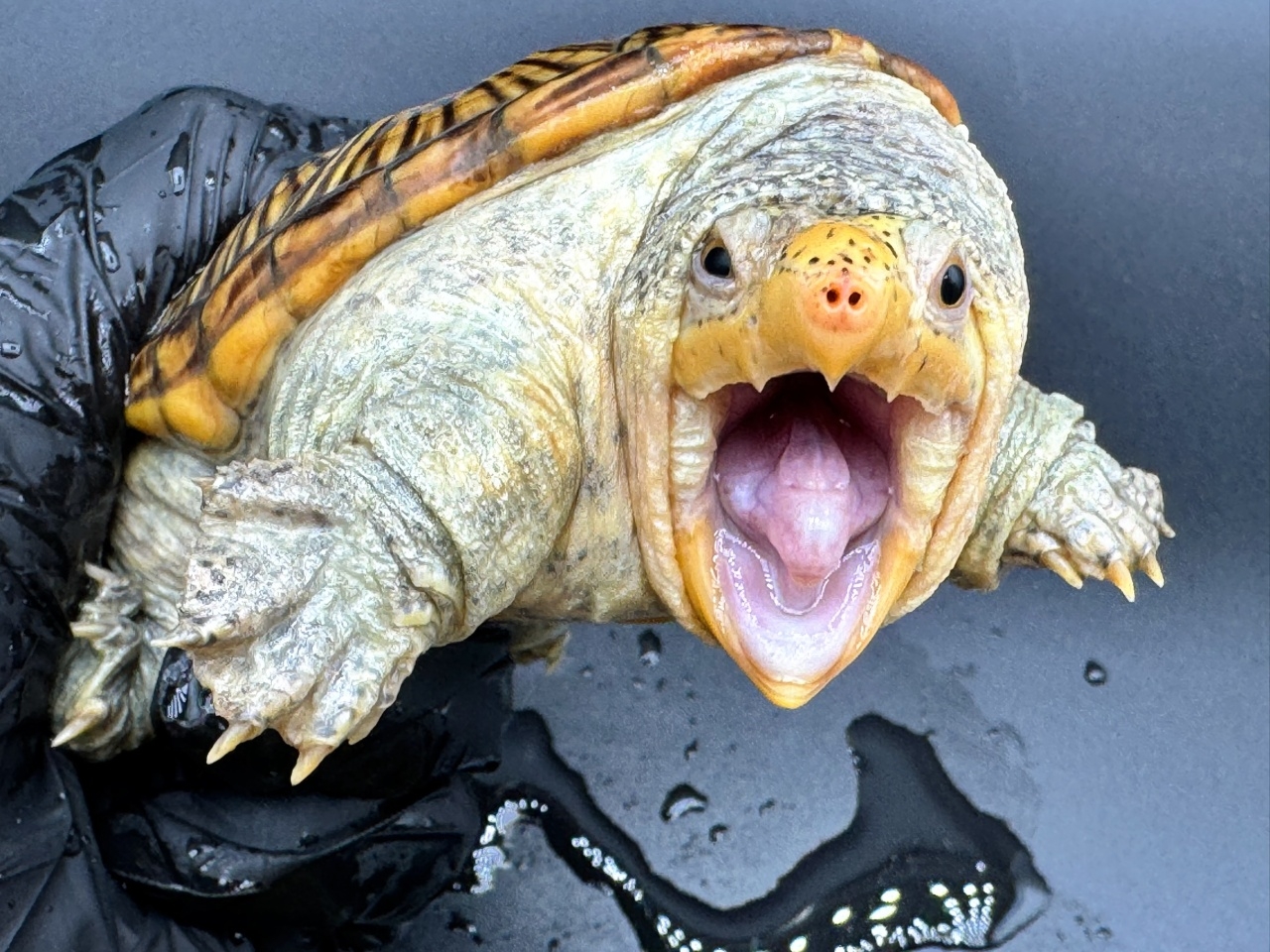 ハラガケガメ　Ｒ(3)