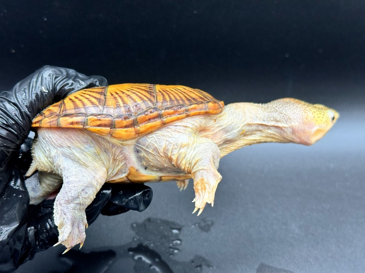 ハラガケガメ　Ｕ(2)