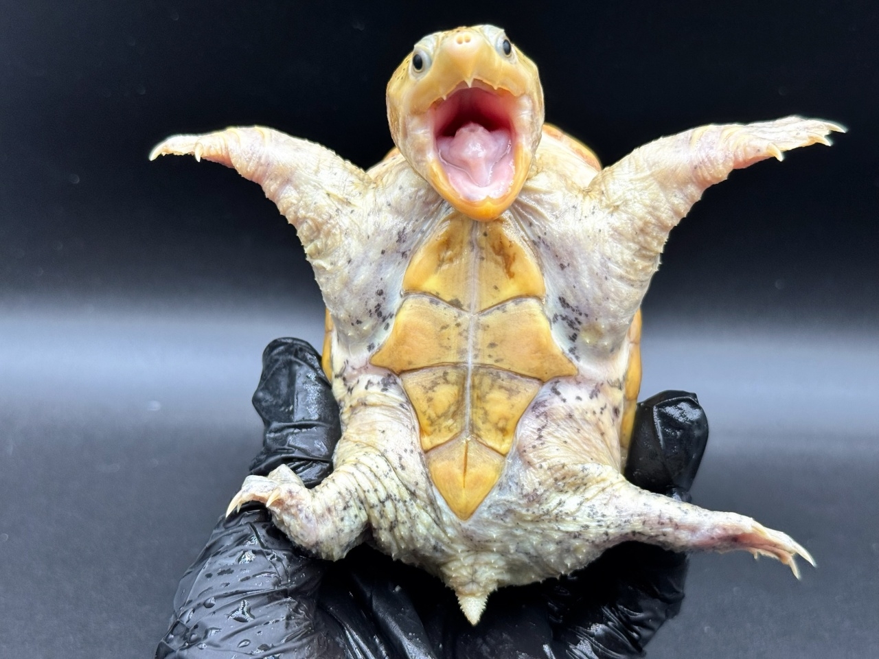 ハラガケガメ　Ｇ(4)