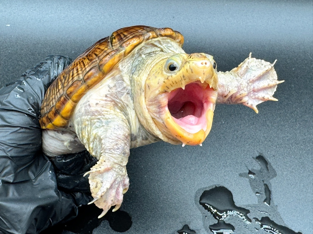 ハラガケガメ　Ｌ(3)