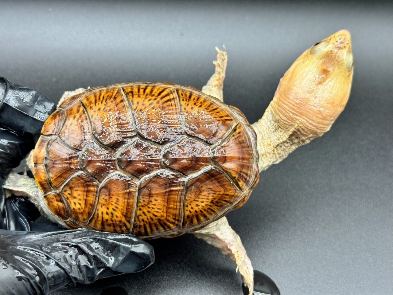 ハラガケガメ　Ｌ(1)