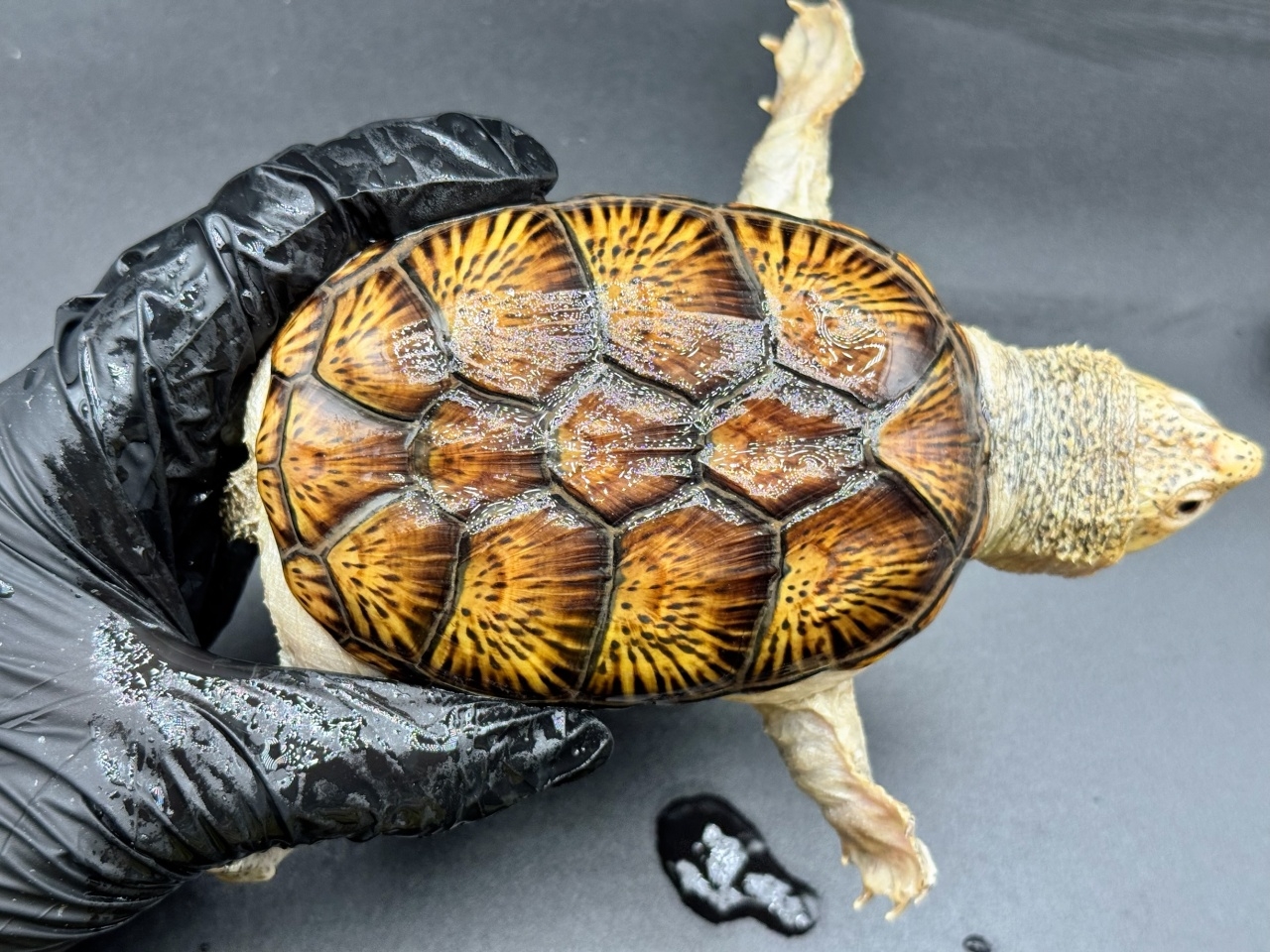 ハラガケガメ　Ｖ(1)