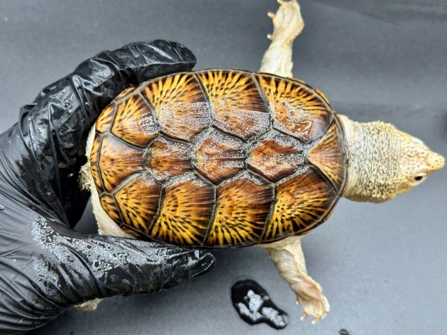 ハラガケガメ　Ｖ