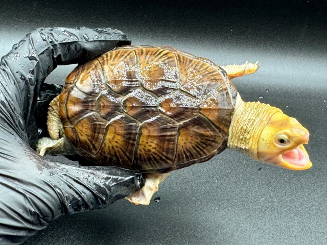 ハラガケガメ　Ｄ