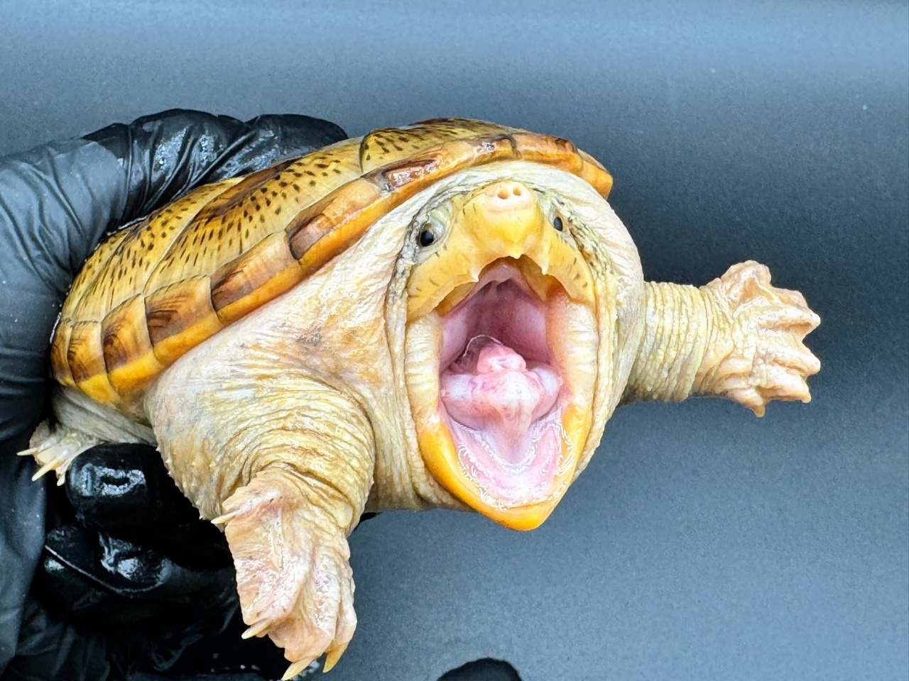 ハラガケガメ　Ｅ(3)