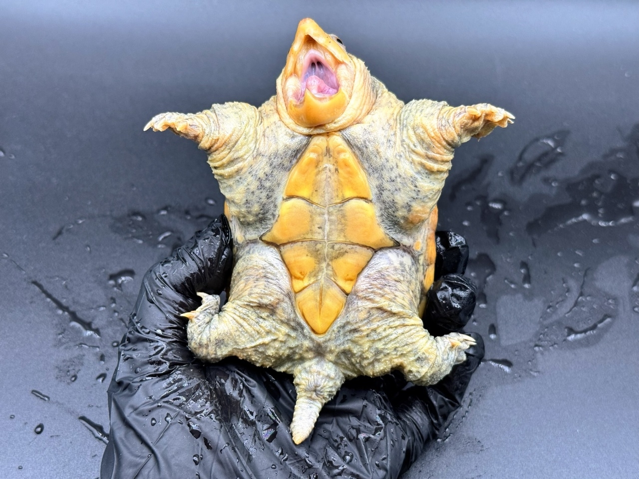 ハラガケガメ　Ｒ(4)