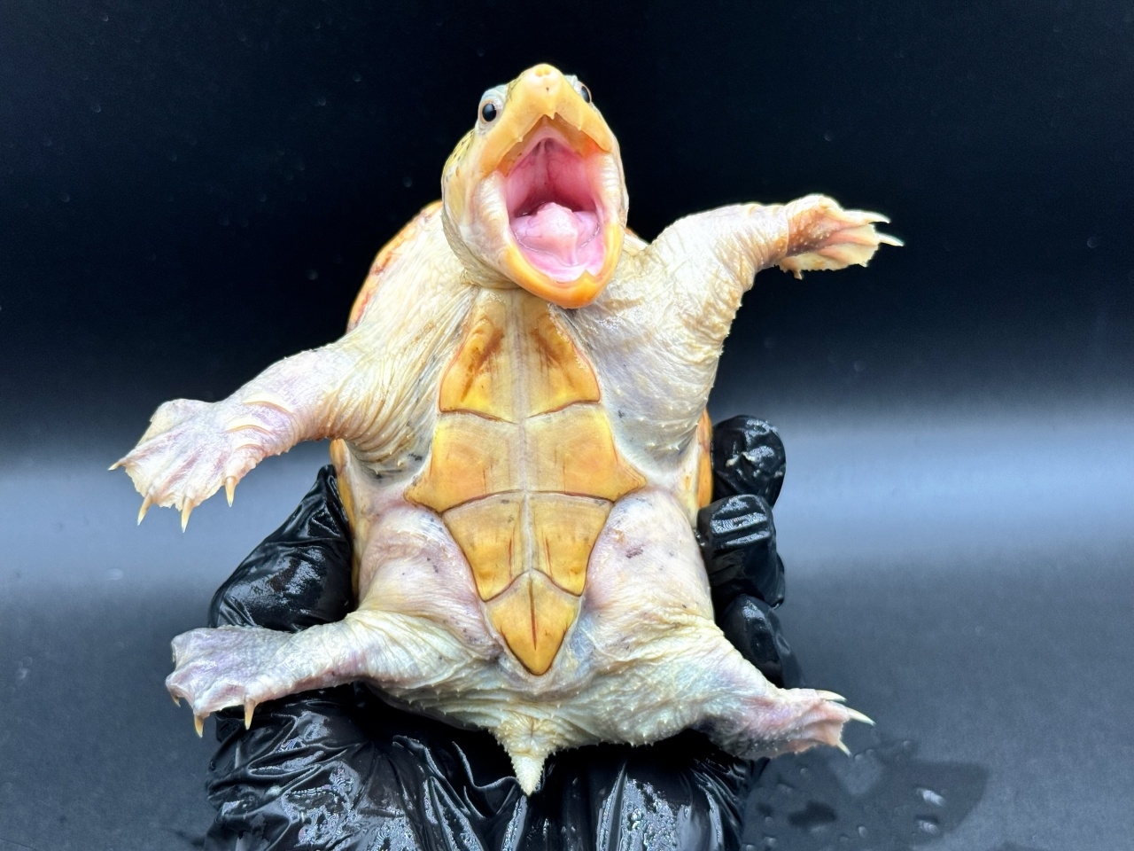 ハラガケガメ　Ｕ(4)