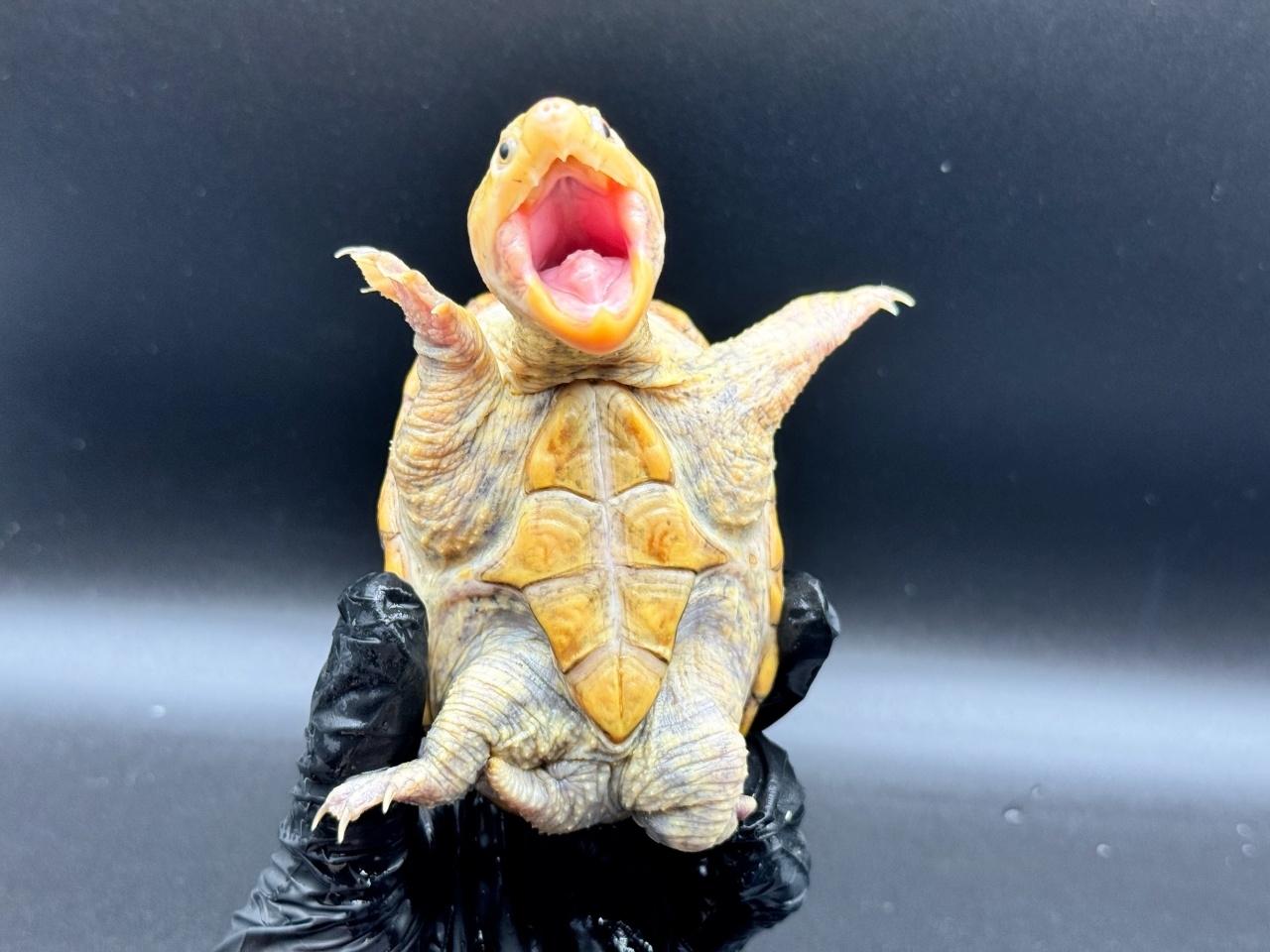 ハラガケガメ　Ｄ(4)