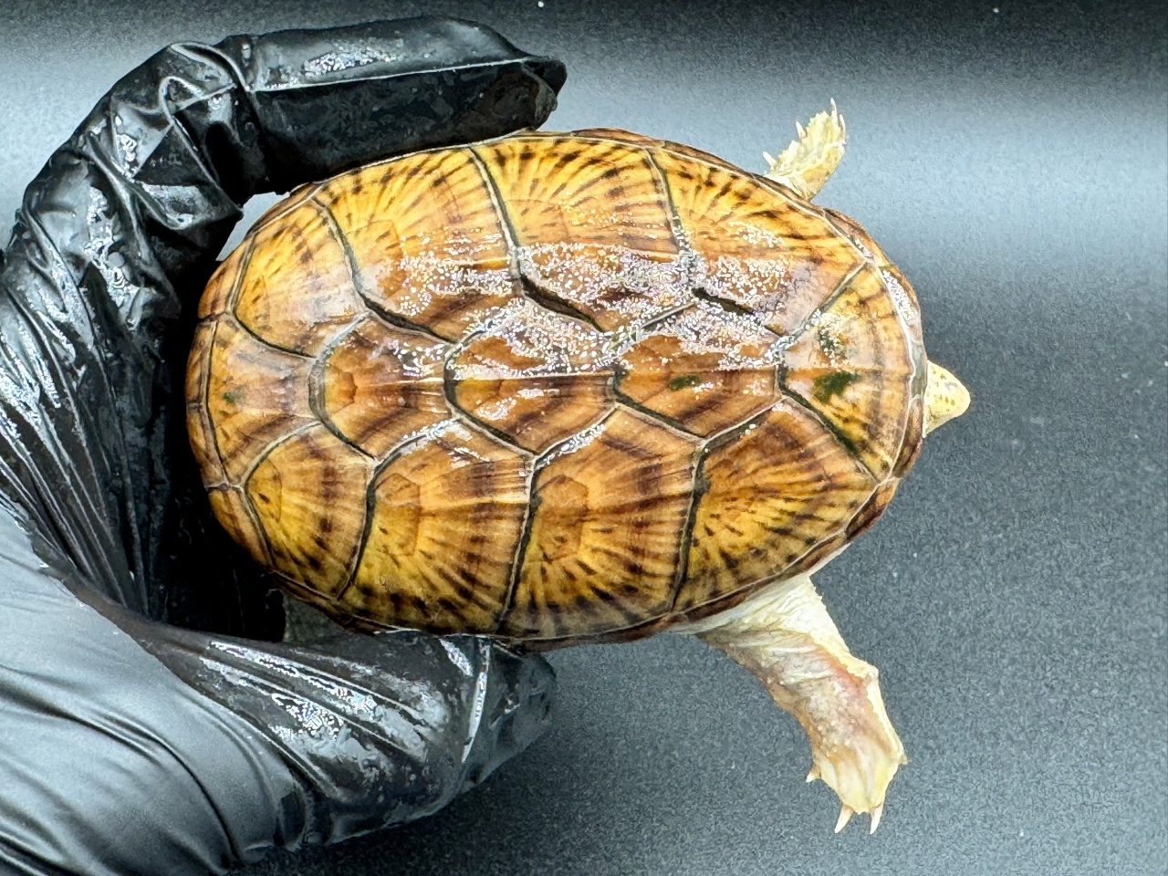 ハラガケガメ　Ｏ(1)