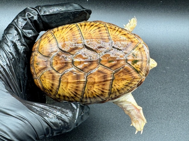 ハラガケガメ　Ｏ