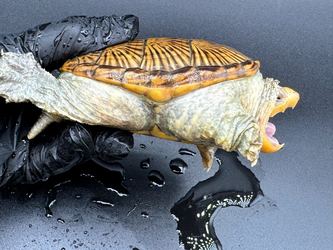 ハラガケガメ　Ｒ(2)