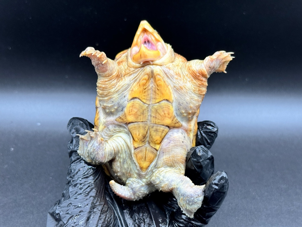 ハラガケガメ　Ｗ(4)