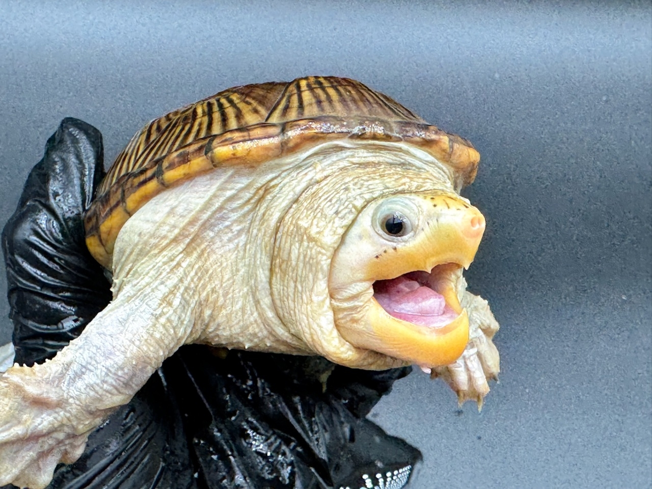 ハラガケガメ　Ｆ(3)