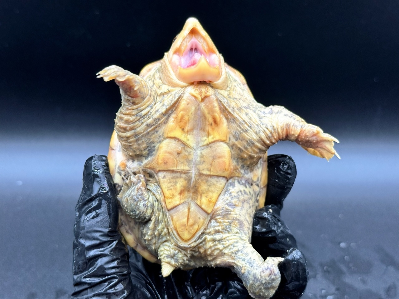 ハラガケガメ　Ｐ(4)