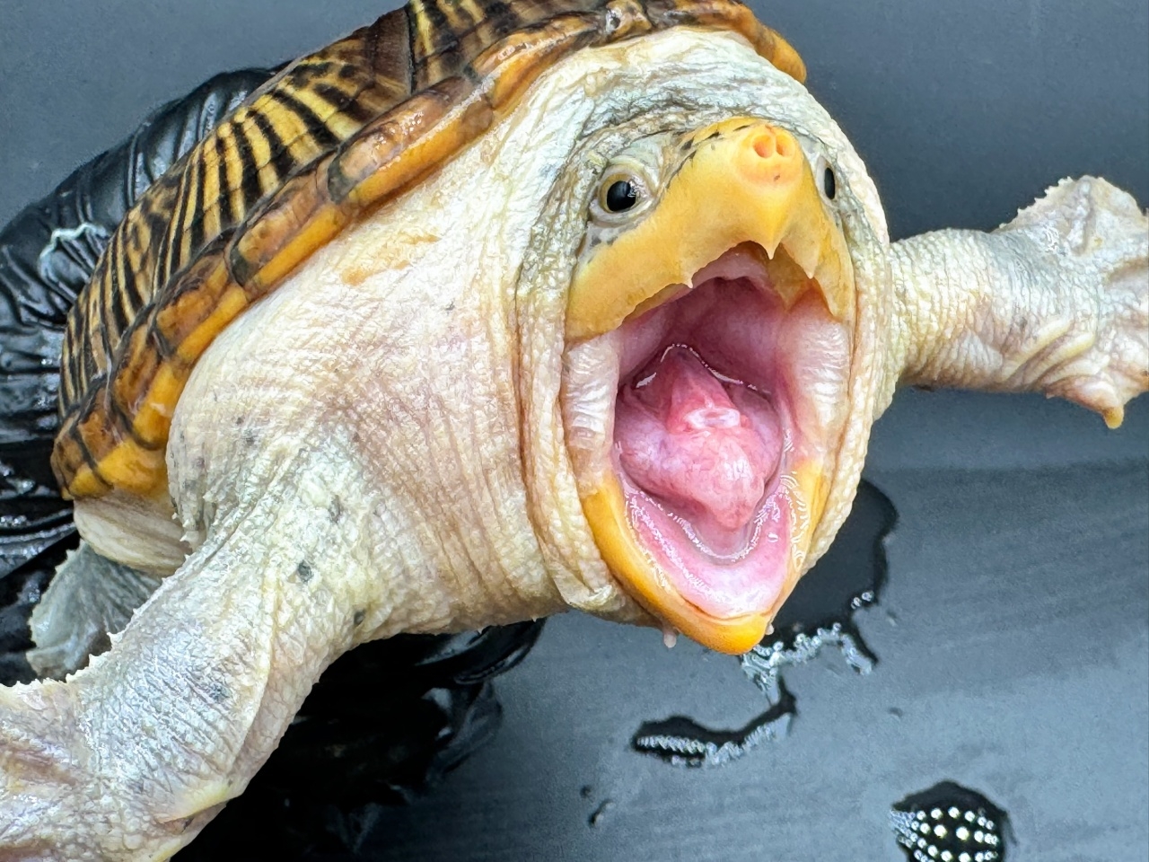 ハラガケガメ　Ｈ(3)