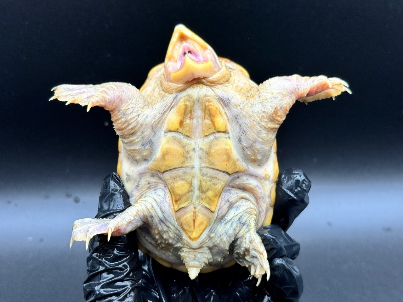 ハラガケガメ　Ｔ(4)