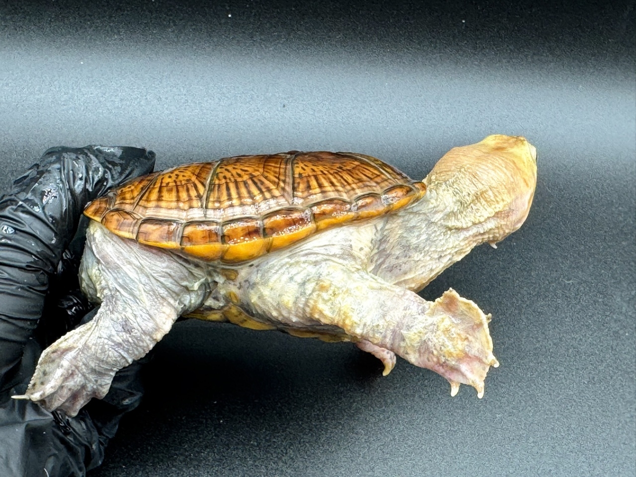 ハラガケガメ　Ｌ(2)