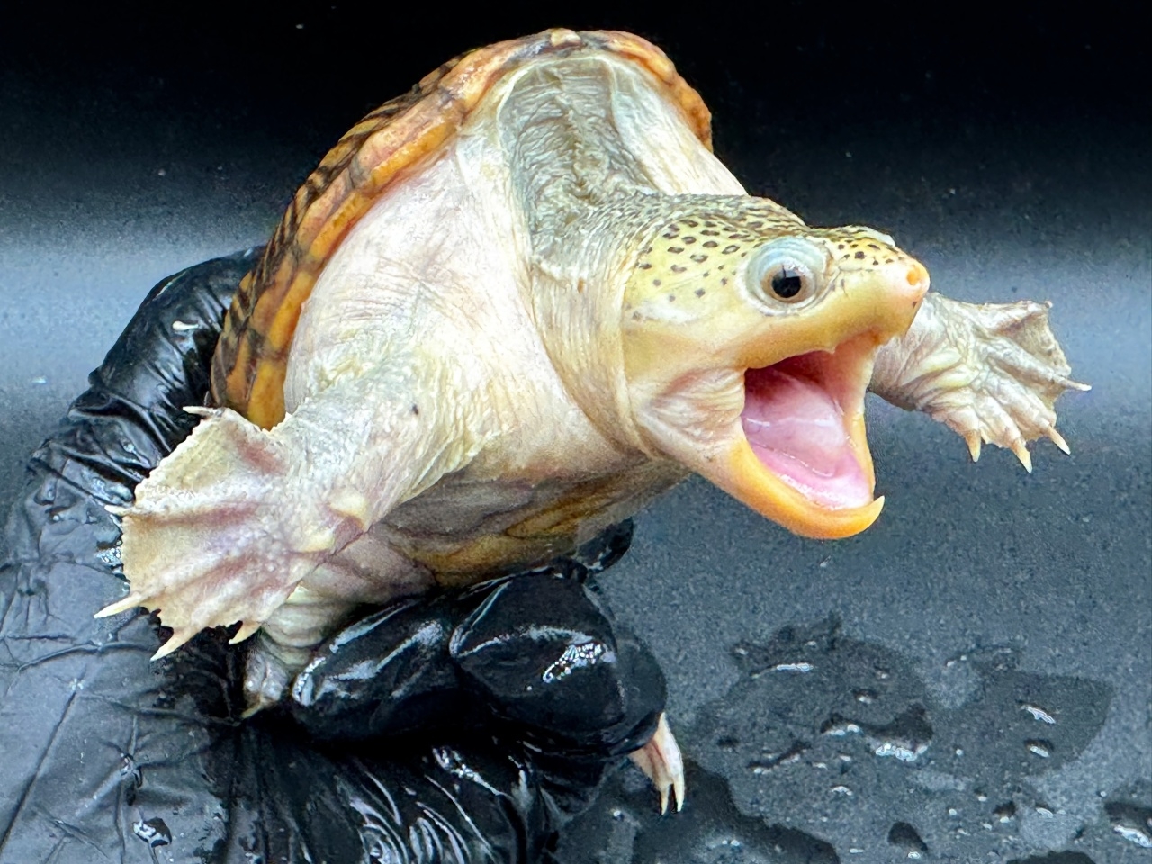 ハラガケガメ　Ｕ(3)