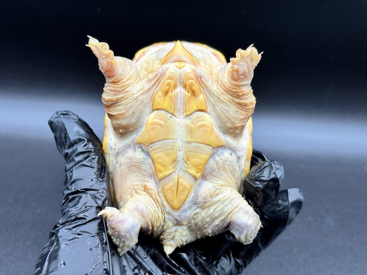 ハラガケガメ　Ｂ(4)