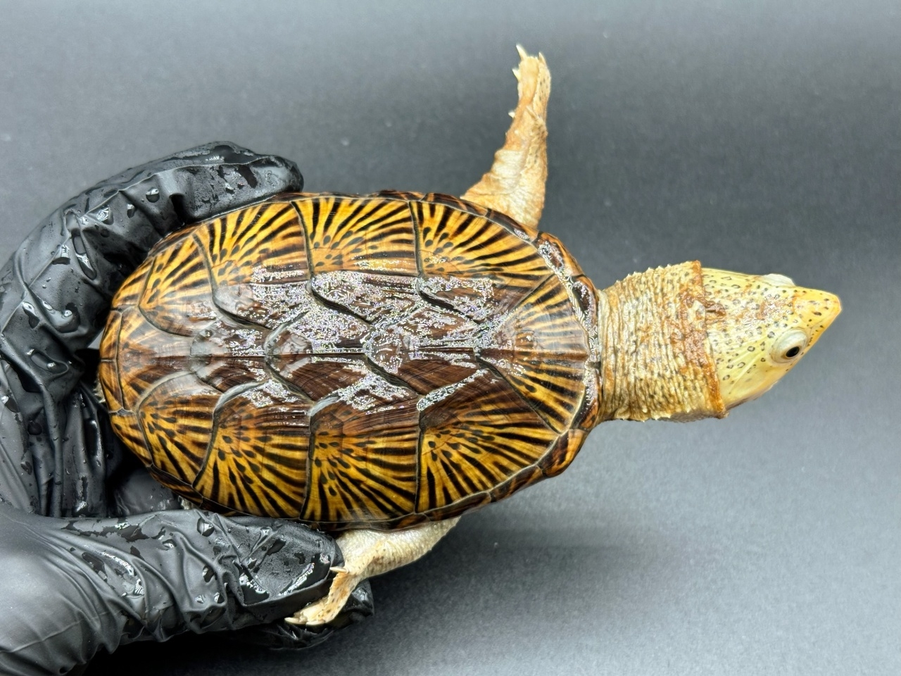 ハラガケガメ　Ｉ(1)