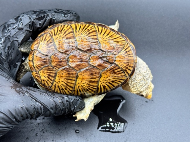 ハラガケガメ　Ｒ