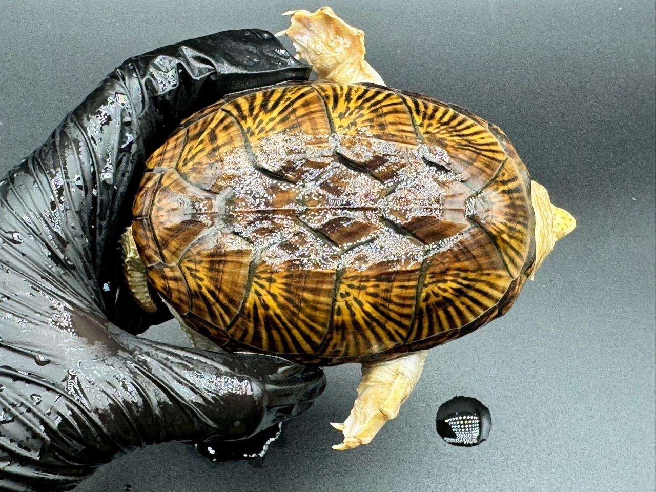 ハラガケガメ　Ｆ(1)