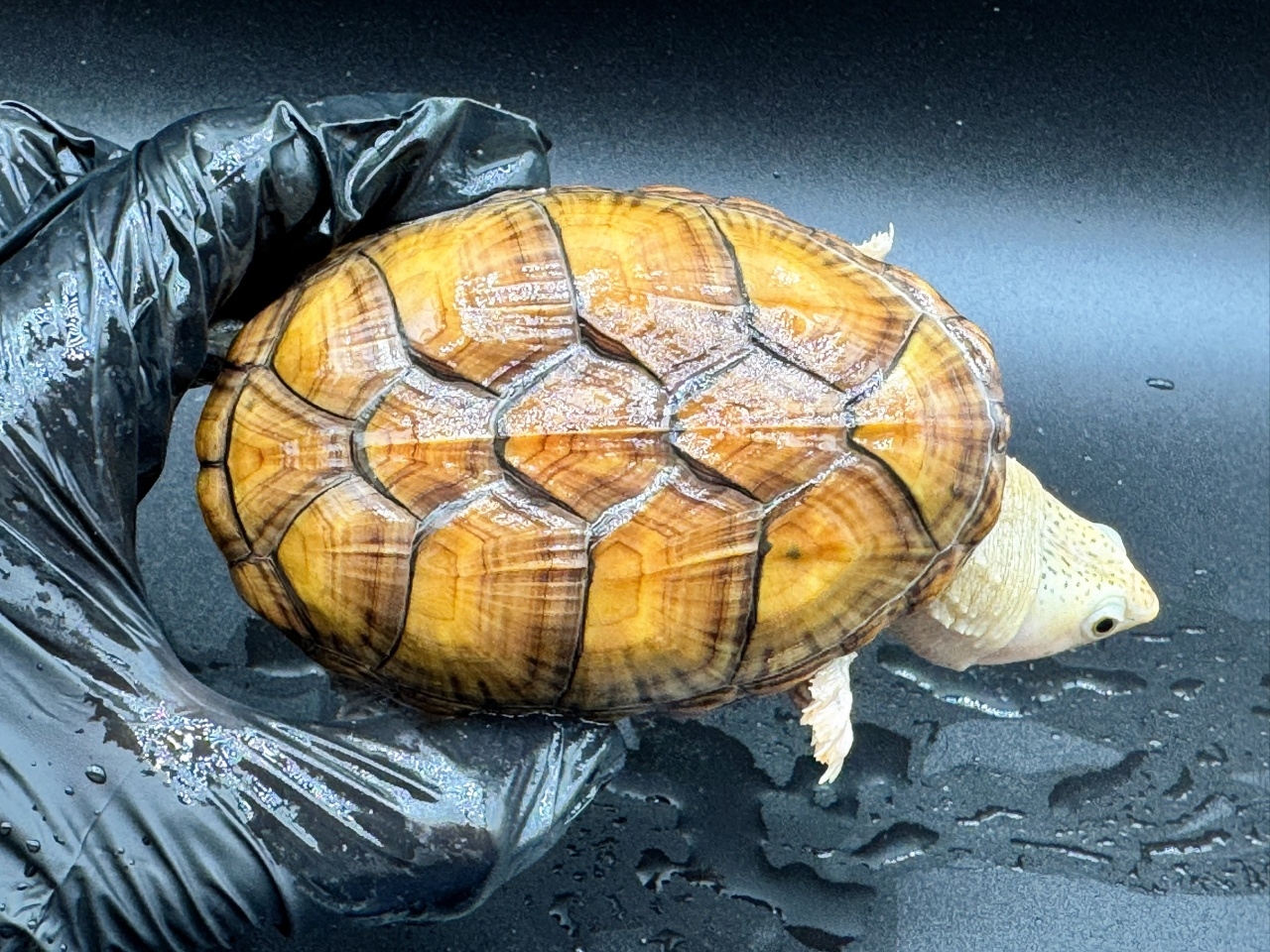 ハラガケガメ　Ｒ(1)