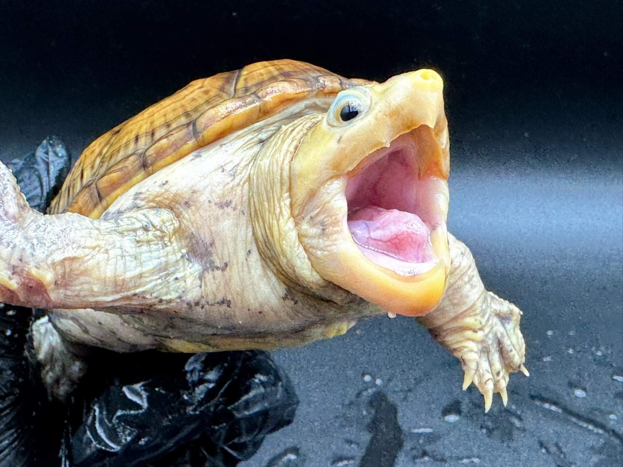 ハラガケガメ　Ｆ(3)