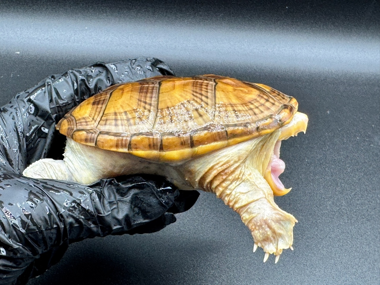 ハラガケガメ　Ｂ(2)