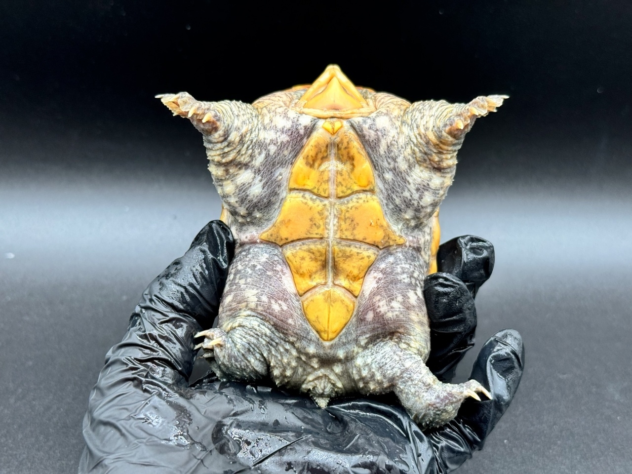 ハラガケガメ　Ｉ(4)