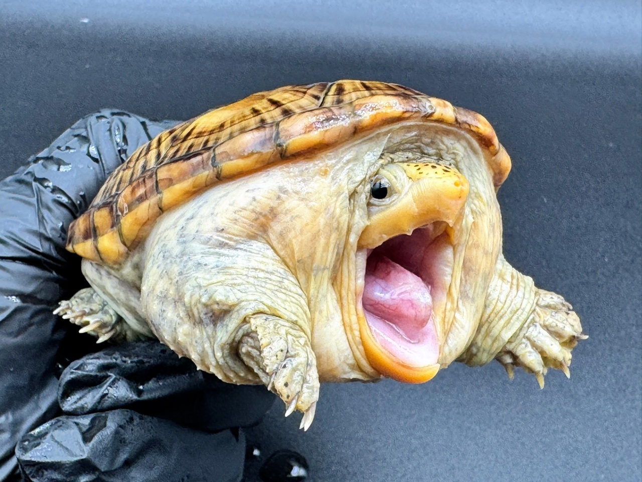 ハラガケガメ　Ａ(3)