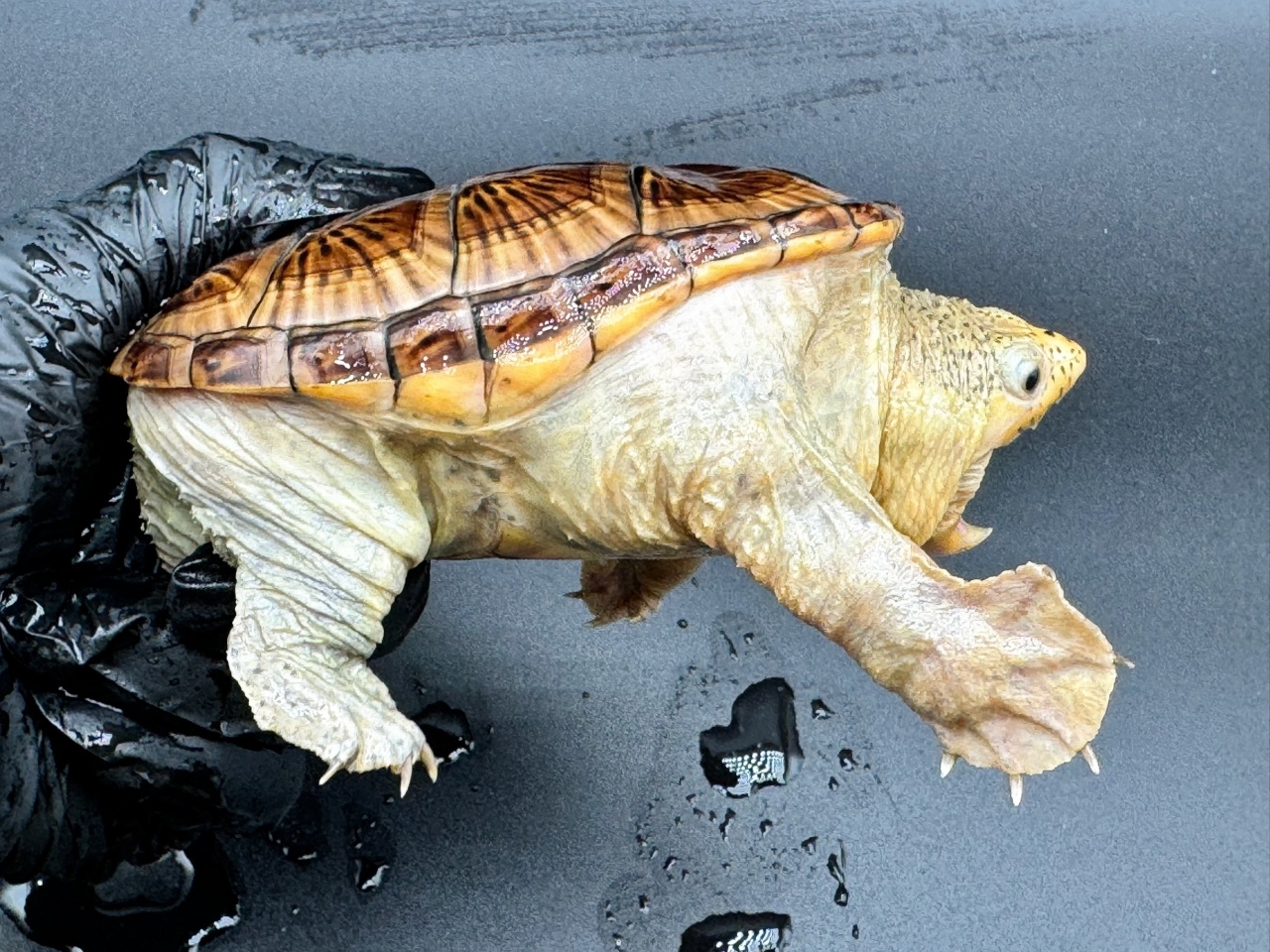 ハラガケガメ　Ｍ(2)