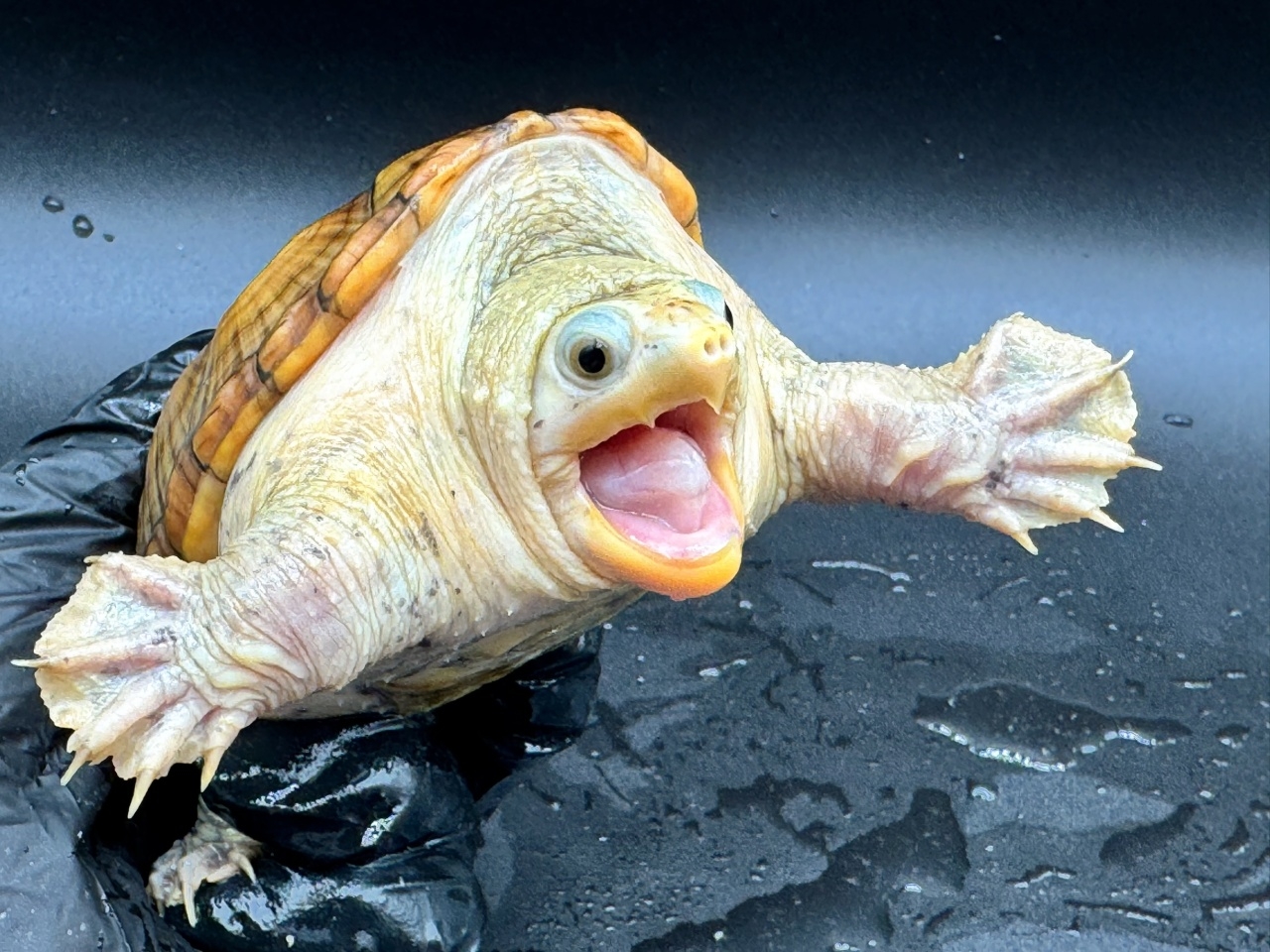 ハラガケガメ　Ｒ(3)