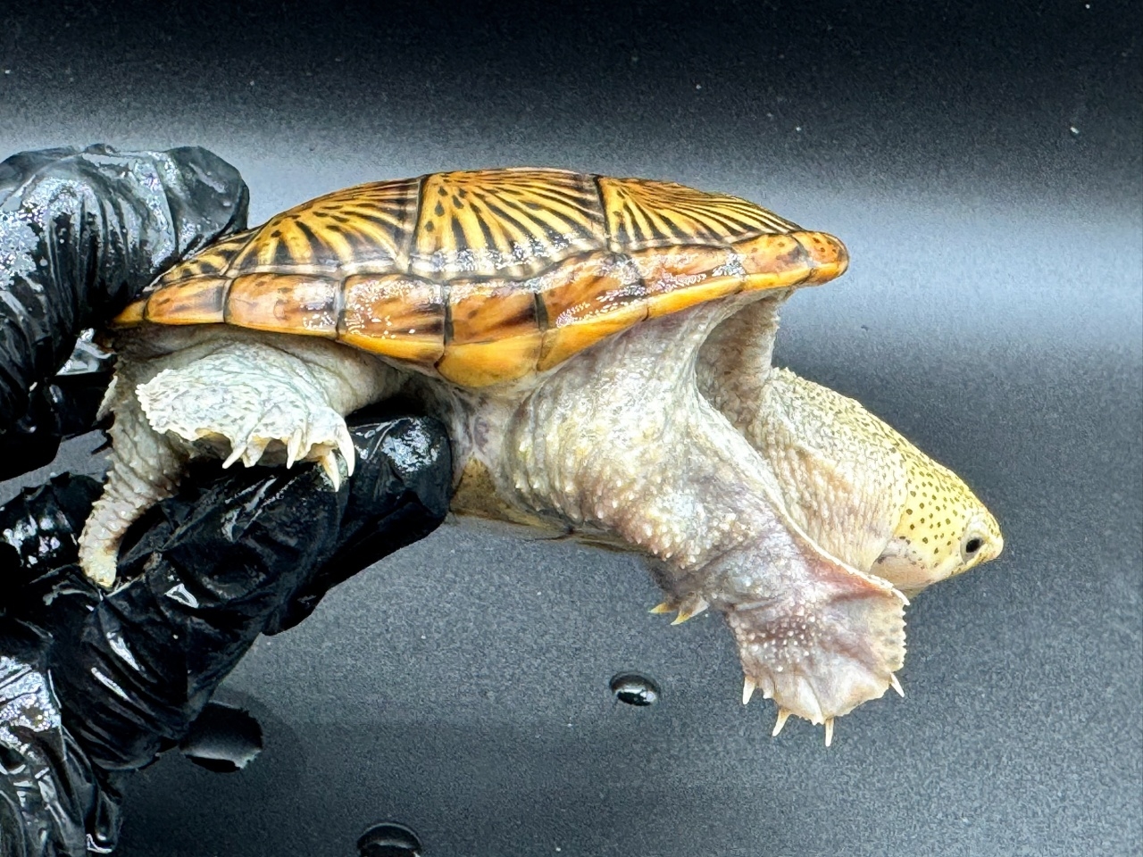 ハラガケガメ　Ｚ(2)