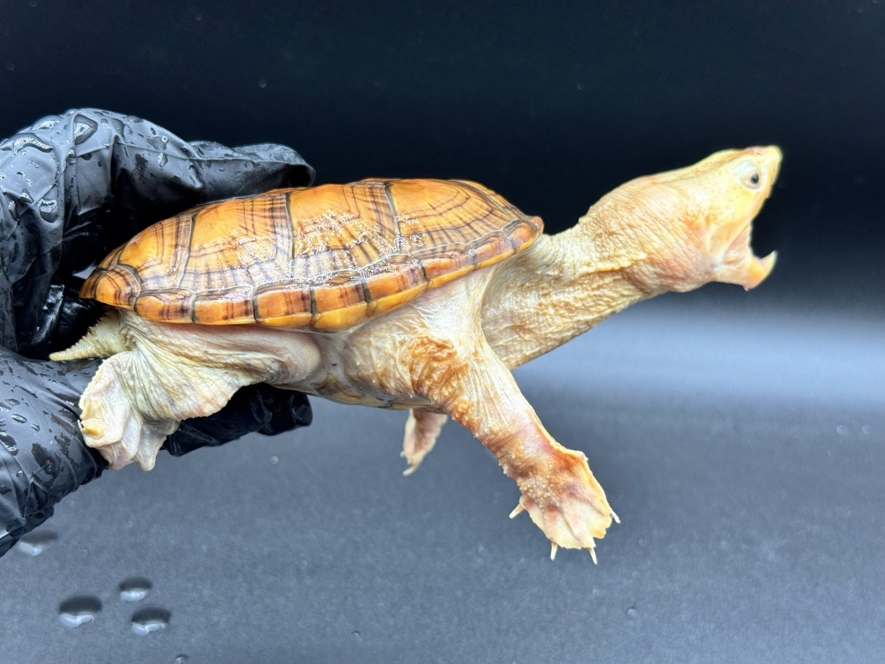 ハラガケガメ　Ｃ(2)