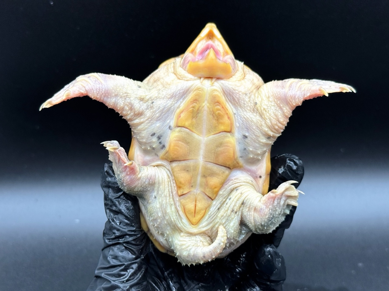 ハラガケガメ　Ｍ(4)