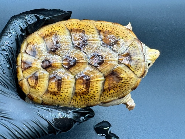 ハラガケガメ　Ｅ