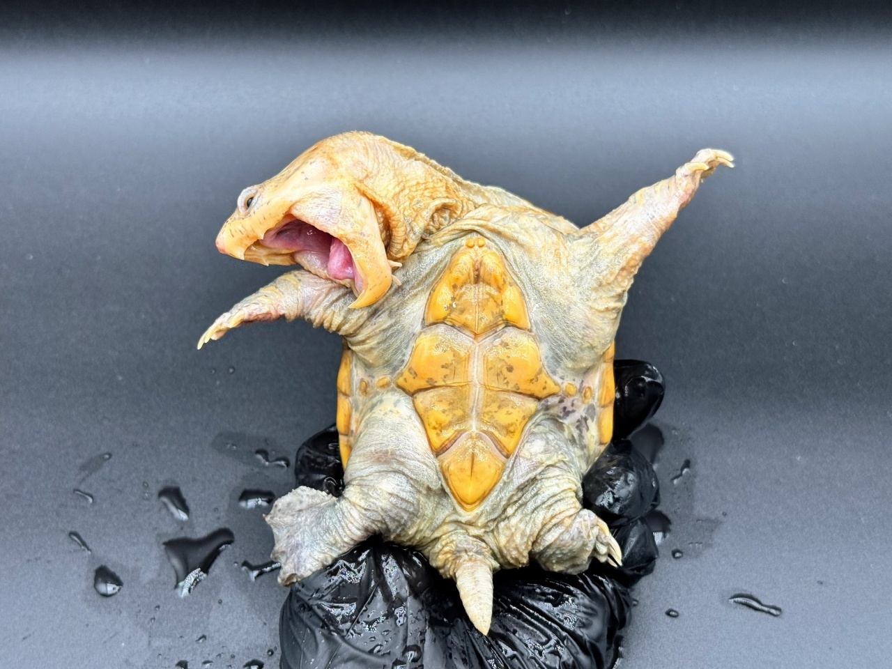 ハラガケガメ　Ｔ(4)