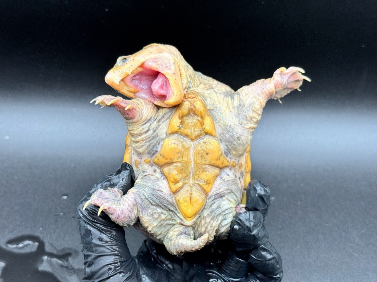 ハラガケガメ　Ｌ(4)