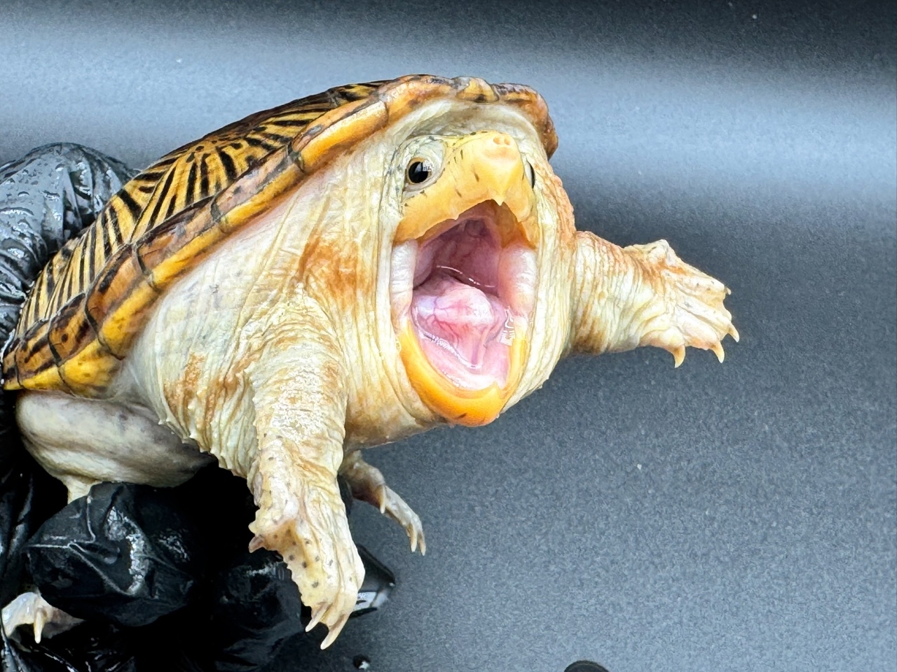 ハラガケガメ　Ｗ(3)