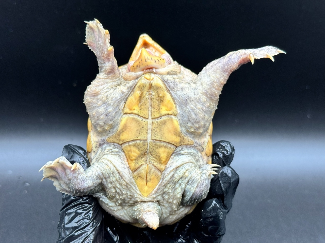 ハラガケガメ　Ｚ(4)